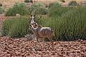 179 Damaraland, etendenka mountain camp, kudu